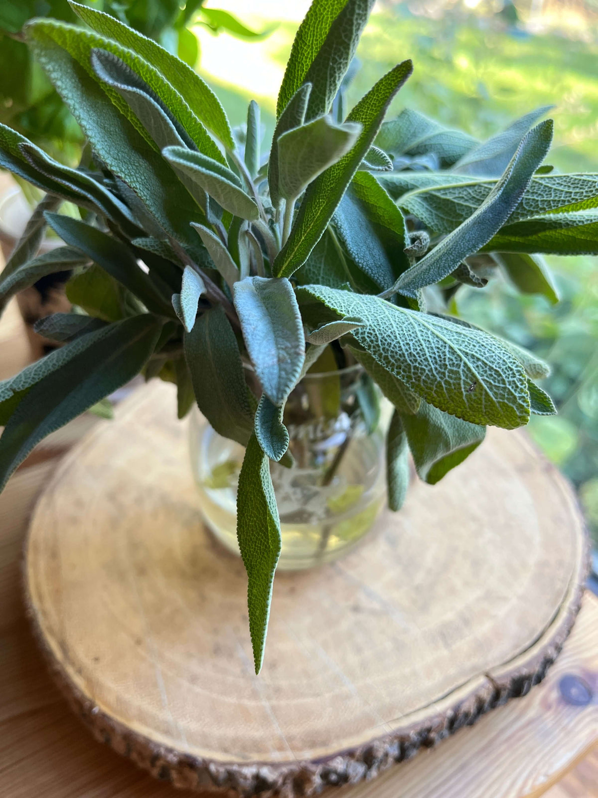 Freshly picked sage in a vase.