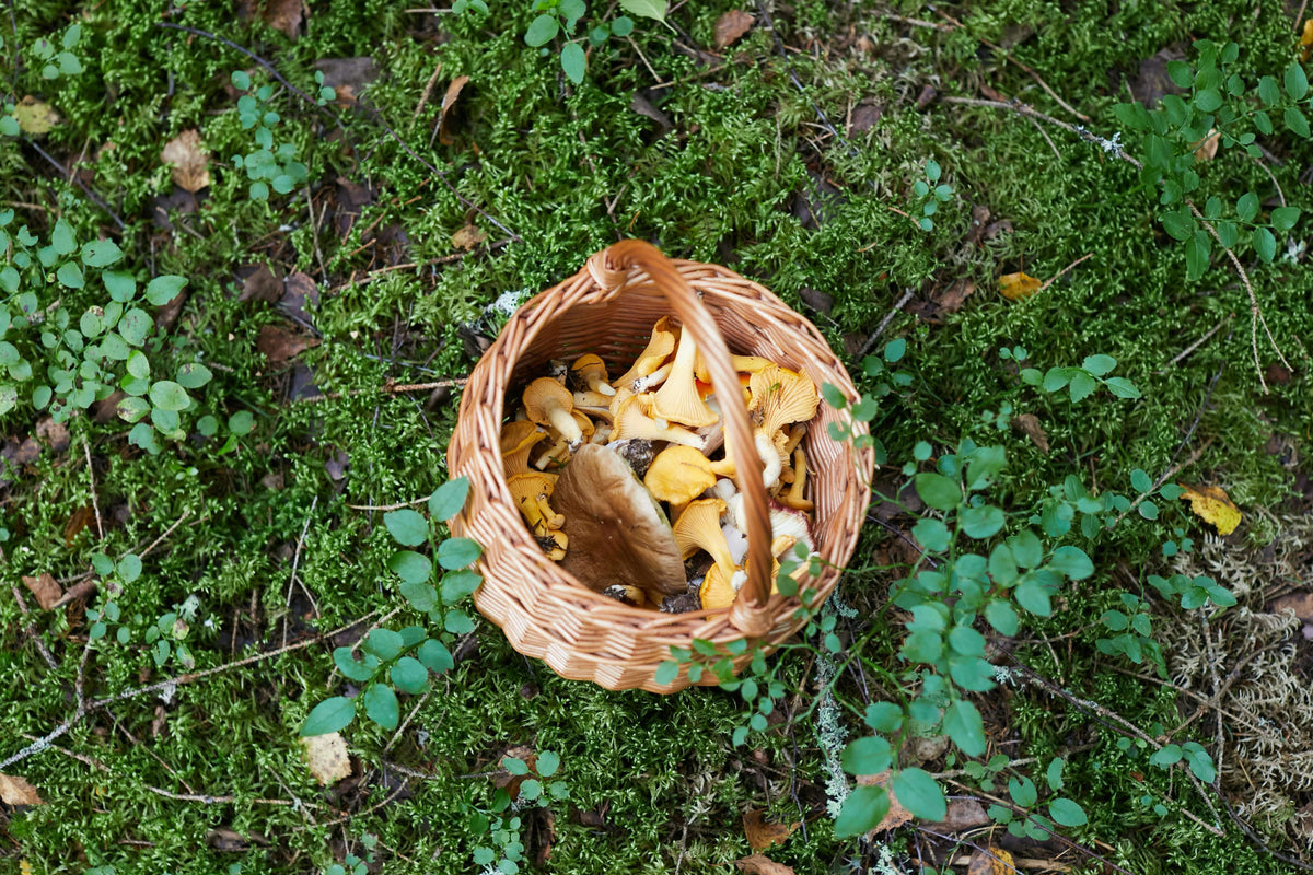 Wild mushrooms freshly picked in a basket.